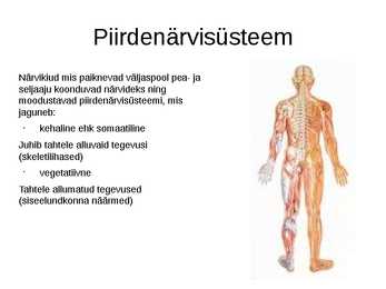 Närvisüsteem #7