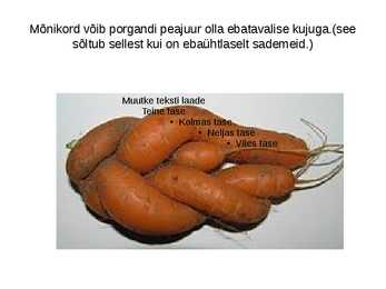 Porgand ehk Daucus #10