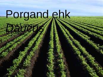 Porgand ehk Daucus