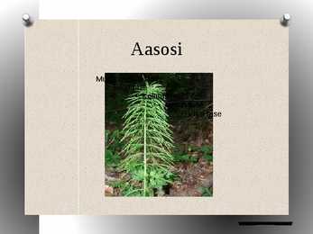 Osjad powerpoint #9
