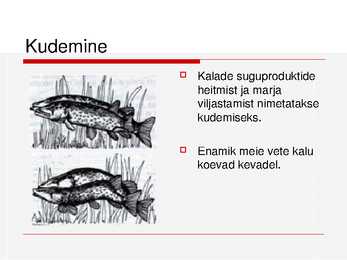 Kalade ehitus ja mitmekesisus #13