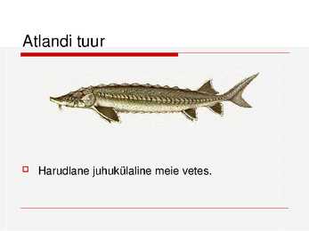Kalade ehitus ja mitmekesisus #20