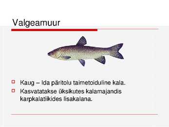 Kalade ehitus ja mitmekesisus #21