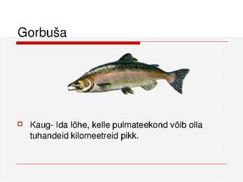 Kalade ehitus ja mitmekesisus #22