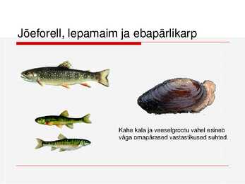 Kalade ehitus ja mitmekesisus #23