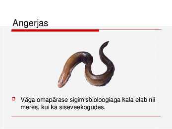 Kalade ehitus ja mitmekesisus #25