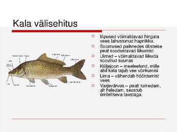 Kalade ehitus ja mitmekesisus #26