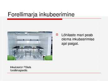 Kalade ehitus ja mitmekesisus #32