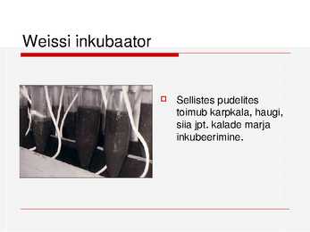 Kalade ehitus ja mitmekesisus #38