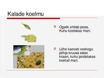 Kalade ehitus ja mitmekesisus #39