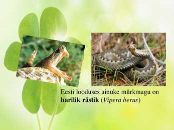 Rästikuhammustus #2