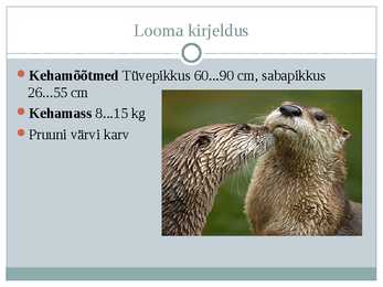 Saarmas #3