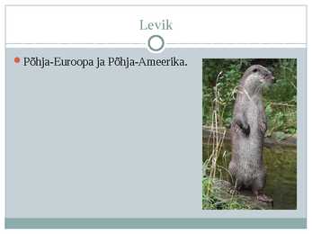 Saarmas #6