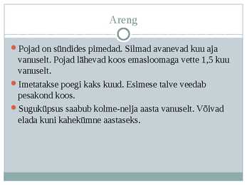 Saarmas #10