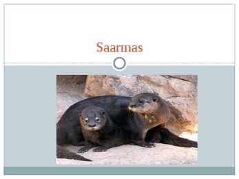 Saarmas