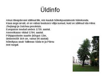Hõlmikpuu ehk ginko Ginko biloba #2