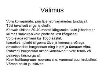 Hõlmikpuu ehk ginko Ginko biloba #4