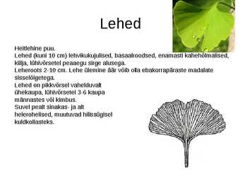 Hõlmikpuu ehk ginko Ginko biloba #5