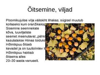 Hõlmikpuu ehk ginko Ginko biloba #6