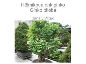Hõlmikpuu ehk ginko Ginko biloba