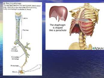 Exercise Physiology - lecture 1 #23