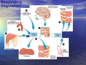 Exercise Physiology - lecture 1 #24