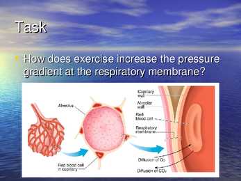 Exercise Physiology - lecture 1 #5