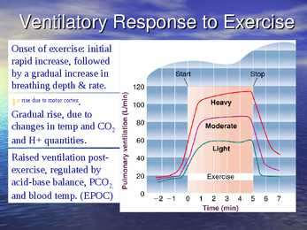 Exercise Physiology - lecture 1 #7