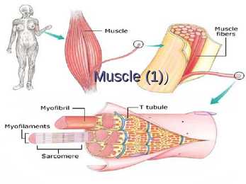 Exercise Physiology - lecture 4 Blood-gas exchange-transport #19