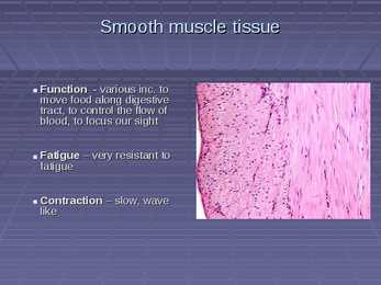 Exercise Physiology - lecture 4 Blood-gas exchange-transport #24