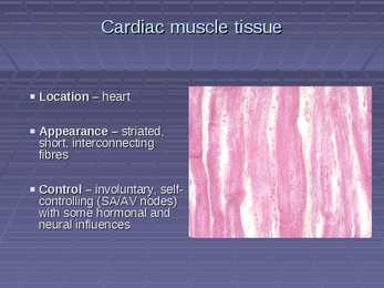 Exercise Physiology - lecture 4 Blood-gas exchange-transport #25