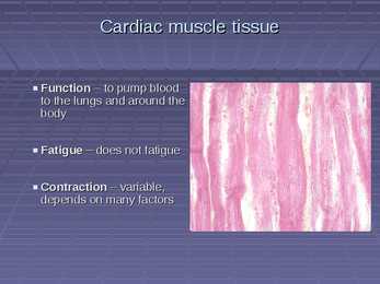 Exercise Physiology - lecture 4 Blood-gas exchange-transport #26