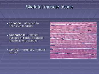 Exercise Physiology - lecture 4 Blood-gas exchange-transport #27