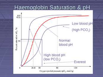 Exercise Physiology - lecture 4 Blood-gas exchange-transport #8