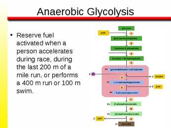 The Anaerobic Energy Systems 7 #4