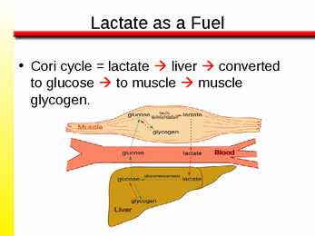 The Anaerobic Energy Systems 7 #9