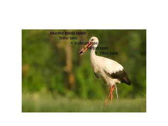 Valge toonekurg #9