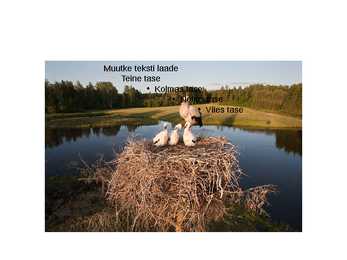 Valge toonekurg #10