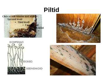 Puidu kaitsmine seente ja nende ärahoidmine #7