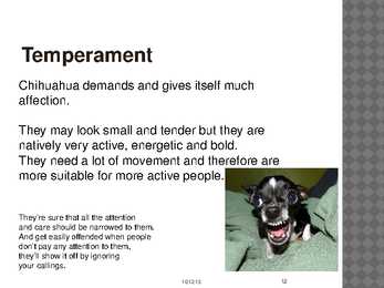 Chihuahua #12