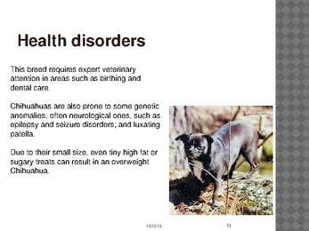 Chihuahua #13