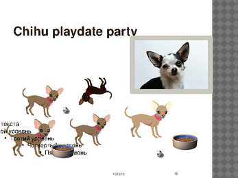 Chihuahua #15