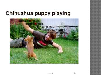 Chihuahua #16