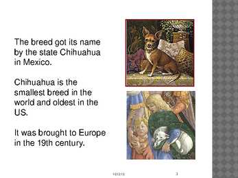 Chihuahua #3