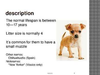 Chihuahua #4