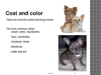 Chihuahua #5