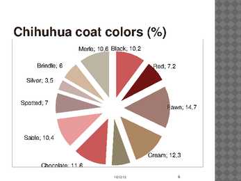 Chihuahua #6