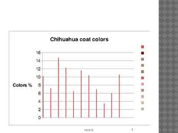 Chihuahua #7