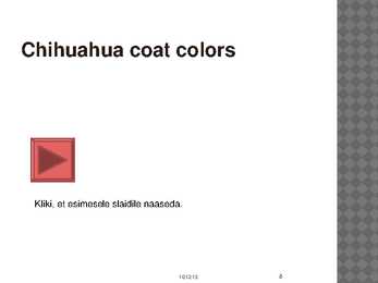Chihuahua #8