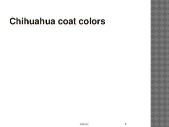 Chihuahua #9